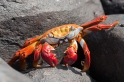 020 Sally lightfoot crab 05